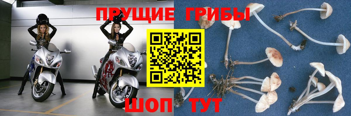 Галлюциногенные грибы мицелий  Вход с VPN  Галлюциногенные грибы MAGIC MUSHROOMS  Великий Новгород 